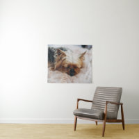 Niedliche Kleintiere | Yorkshire Terrier