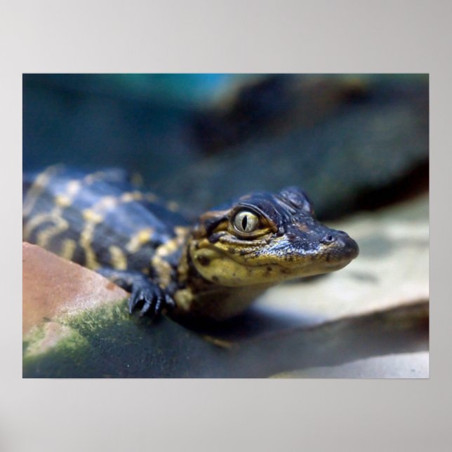 Niedliche Kleintiere | Young Alligator Poster (Vorne)