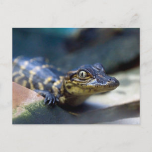 Niedliche Kleintiere   Young Alligator Postkarte