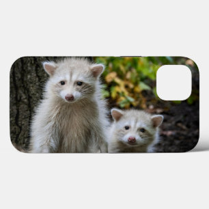 Niedliche Kleintiere   Young Blonde Raccoons Case-Mate iPhone Hülle
