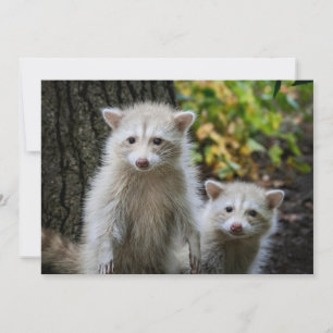 Niedliche Kleintiere   Young Blonde Raccoons Dankeskarte