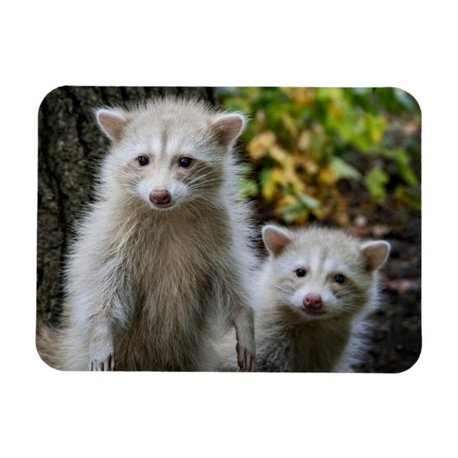 Niedliche Kleintiere | Young Blonde Raccoons Magnet (Horizontal)