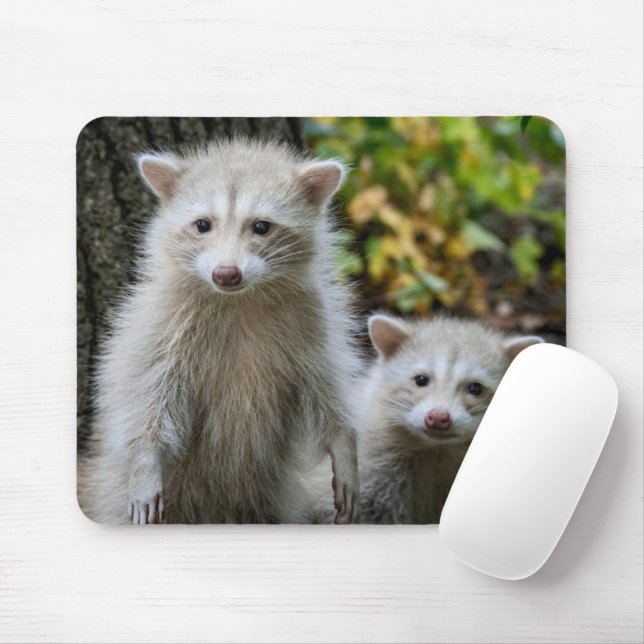 Niedliche Kleintiere | Young Blonde Raccoons Mousepad (Mit Mouse)