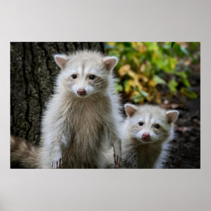 Niedliche Kleintiere   Young Blonde Raccoons Poster