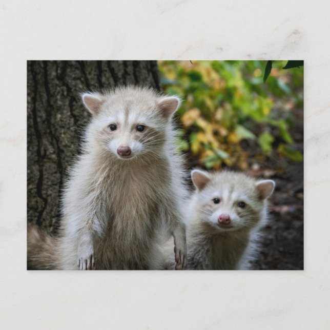 Niedliche Kleintiere | Young Blonde Raccoons Postkarte (Vorderseite)