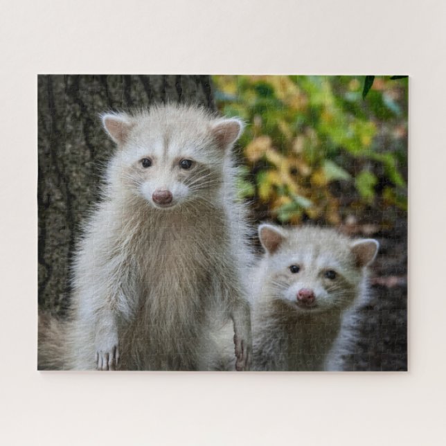 Niedliche Kleintiere | Young Blonde Raccoons Puzzle (Horizontal)