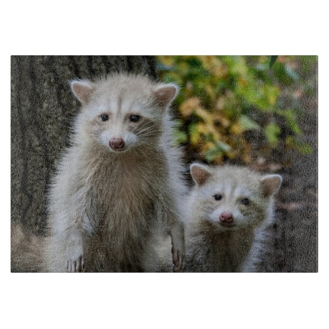 Niedliche Kleintiere | Young Blonde Raccoons Schneidebrett (Vorderseite)