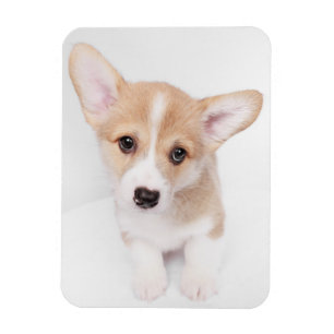 Niedliche Kleintiere   Young Corgi Puppy Magnet