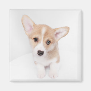 Niedliche Kleintiere   Young Corgi Puppy Magnet