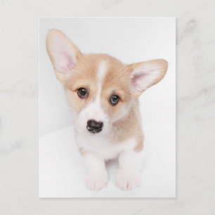Niedliche Kleintiere Young Corgi Puppy Postkarte