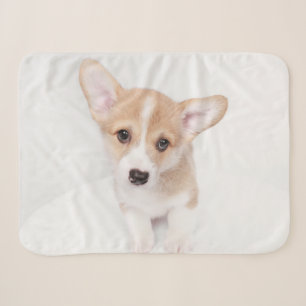 Niedliche Kleintiere Young Corgi Puppy Sherpadecke