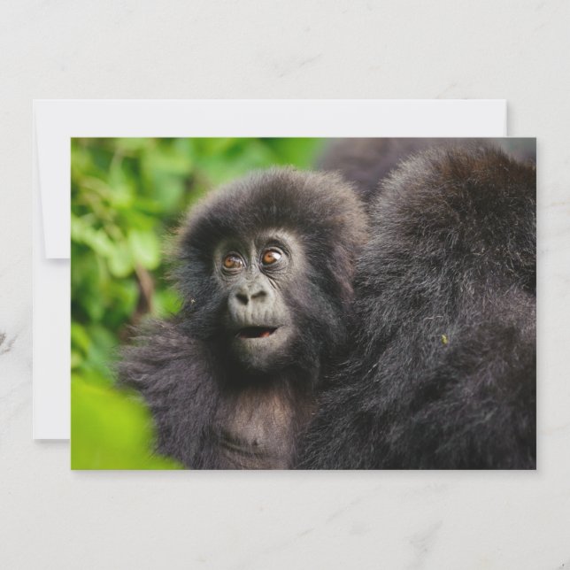 Niedliche Kleintiere | Young Mountain Gorilla Dankeskarte (Vorderseite)