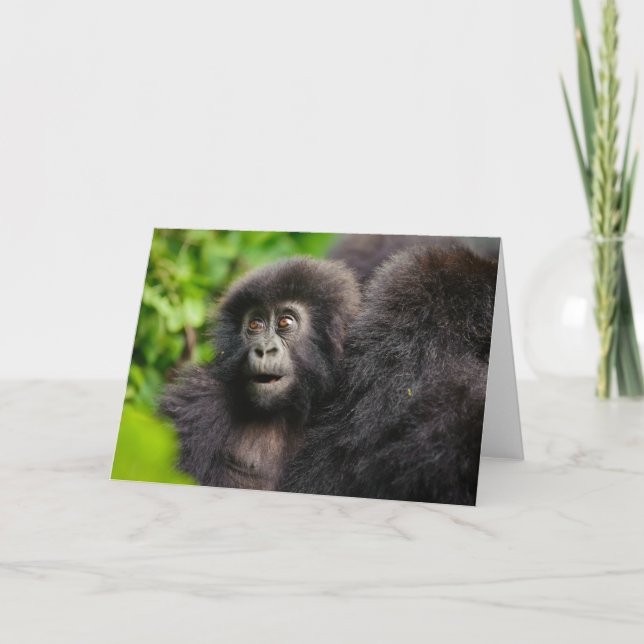 Niedliche Kleintiere | Young Mountain Gorilla Karte (Vorderseite)