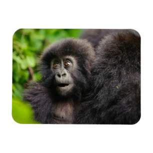 Niedliche Kleintiere   Young Mountain Gorilla Magnet