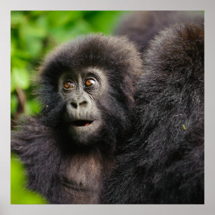 Niedliche Kleintiere   Young Mountain Gorilla Poster