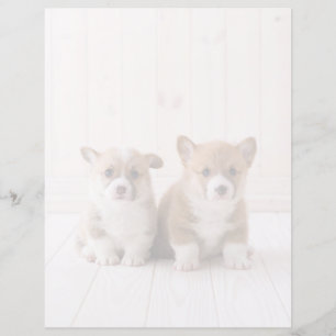 Niedliche Kleintiere Zwei Baby Corgis sitzen