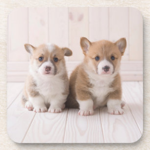Niedliche Kleintiere Zwei Baby Corgis sitzen Getränkeuntersetzer