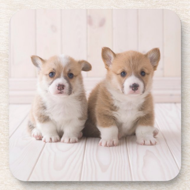 Niedliche Kleintiere | Zwei Baby Corgis sitzen Getränkeuntersetzer (Vorderseite)