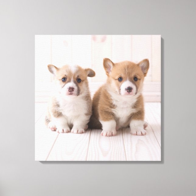 Niedliche Kleintiere | Zwei Baby Corgis sitzen Leinwanddruck (Vorderseite)