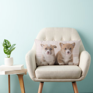 Niedliche Kleintiere Zwei Baby Corgis sitzen Lendenkissen
