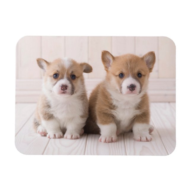Niedliche Kleintiere | Zwei Baby Corgis sitzen Magnet (Horizontal)