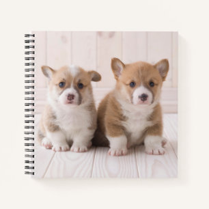 Niedliche Kleintiere   Zwei Baby Corgis sitzen Notizbuch