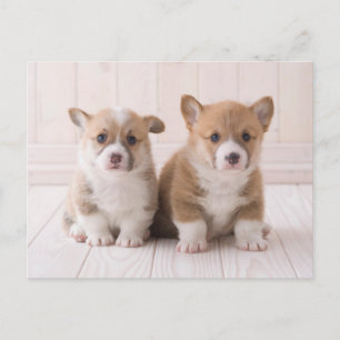 Niedliche Kleintiere   Zwei Baby Corgis sitzen Postkarte