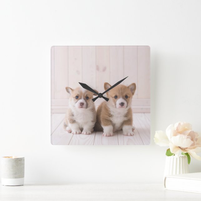 Niedliche Kleintiere | Zwei Baby Corgis sitzen Quadratische Wanduhr (Zuhause)