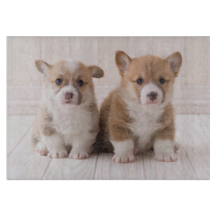 Niedliche Kleintiere Zwei Baby Corgis sitzen Schneidebrett