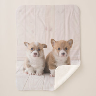 Niedliche Kleintiere   Zwei Baby Corgis sitzen Sherpadecke