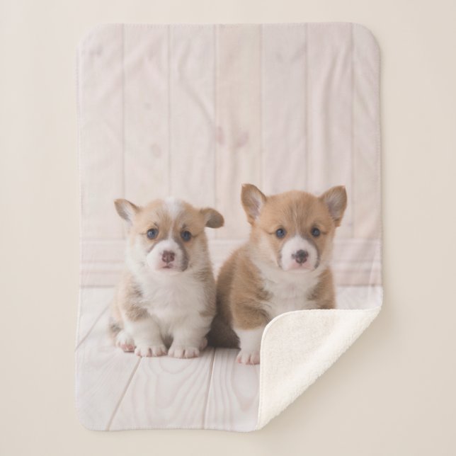 Niedliche Kleintiere | Zwei Baby Corgis sitzen Sherpadecke (Vorderseite)