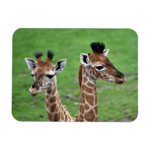 Niedliche Kleintiere   Zwei Baby-Giraffen Magnet