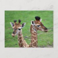 Niedliche Kleintiere | Zwei Baby-Giraffen