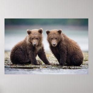 Niedliche Kleintiere Zwei Bärenkuppen Poster