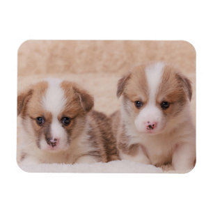 Niedliche Kleintiere Zwei Corgi Welpen Magnet