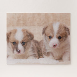 Niedliche Kleintiere Zwei Corgi Welpen Puzzle