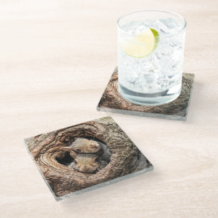 Niedliche Kleintiere   Zwei junge Eichhörnchen Glasuntersetzer