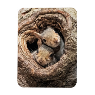 Niedliche Kleintiere   Zwei junge Eichhörnchen Magnet