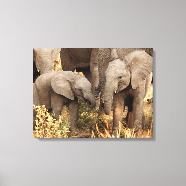 Niedliche Kleintiere | Zwei junge Elefanten Leinwanddruck (Vorderseite)