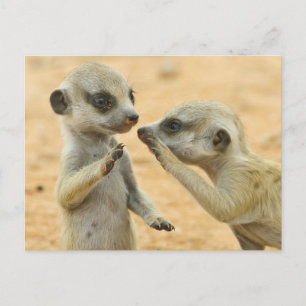 Niedliche Kleintiere   Zwei junge Meerkats Postkarte