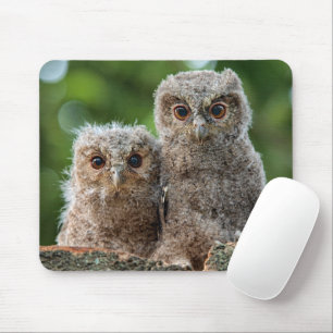 Niedliche Kleintiere Zwei junge Schafe Mousepad