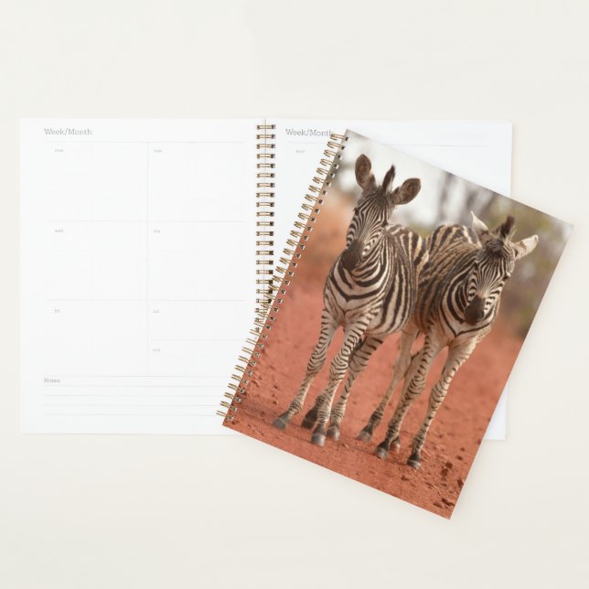 Niedliche Kleintiere | Zwei junge Zebras Planer (Anzeige)