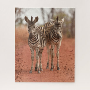 Niedliche Kleintiere   Zwei junge Zebras Puzzle