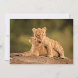 Niedliche Kleintiere   Zwei Lion Cubs Dankeskarte