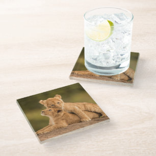 Niedliche Kleintiere Zwei Lion Cubs Glasuntersetzer