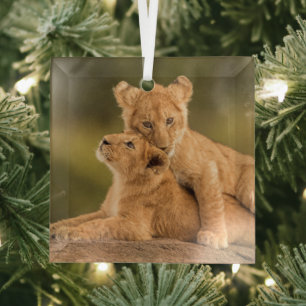 Niedliche Kleintiere   Zwei Lion Cubs Ornament Aus Glas