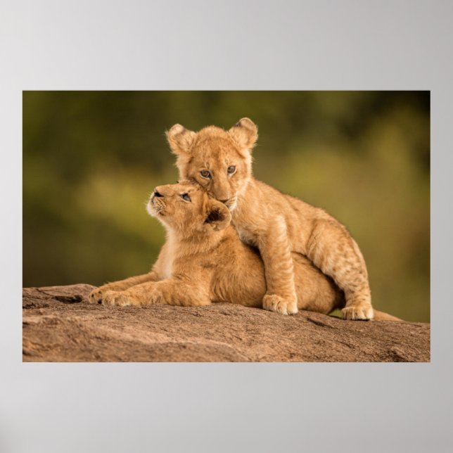 Niedliche Kleintiere | Zwei Lion Cubs Poster (Vorne)