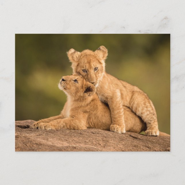 Niedliche Kleintiere | Zwei Lion Cubs Postkarte (Vorderseite)