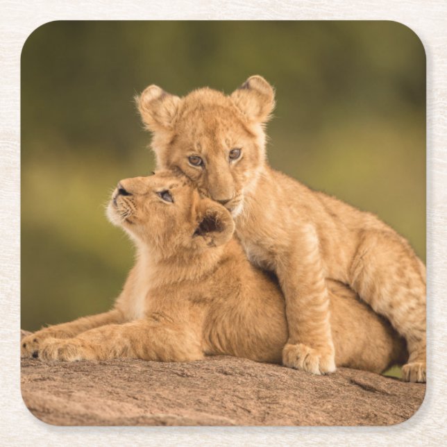 Niedliche Kleintiere | Zwei Lion Cubs Rechteckiger Pappuntersetzer (Vorderseite)