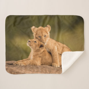 Niedliche Kleintiere Zwei Lion Cubs Sherpadecke